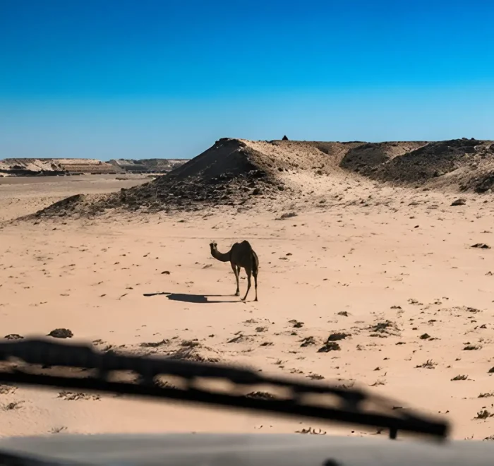 Morocco 7 day adventure